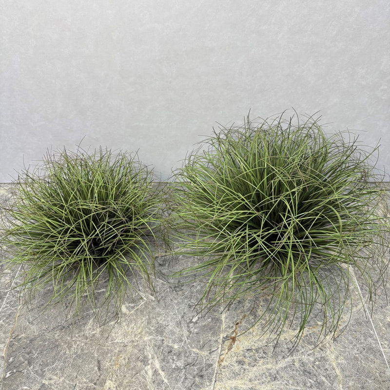 Artificial Bulrush Grass Bush, 12" Tall Faux Cattail Stems, Set of 2 Picks for Home Decor, Wedding Centerpieces and Commercial Displays