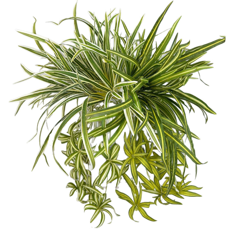 Artificial Trailing Spider Plant Vine, 26" Long Bendable Stem with 40 Leaves, Realistic Faux Hanging Plant for Home Decor, Wedding & Events
