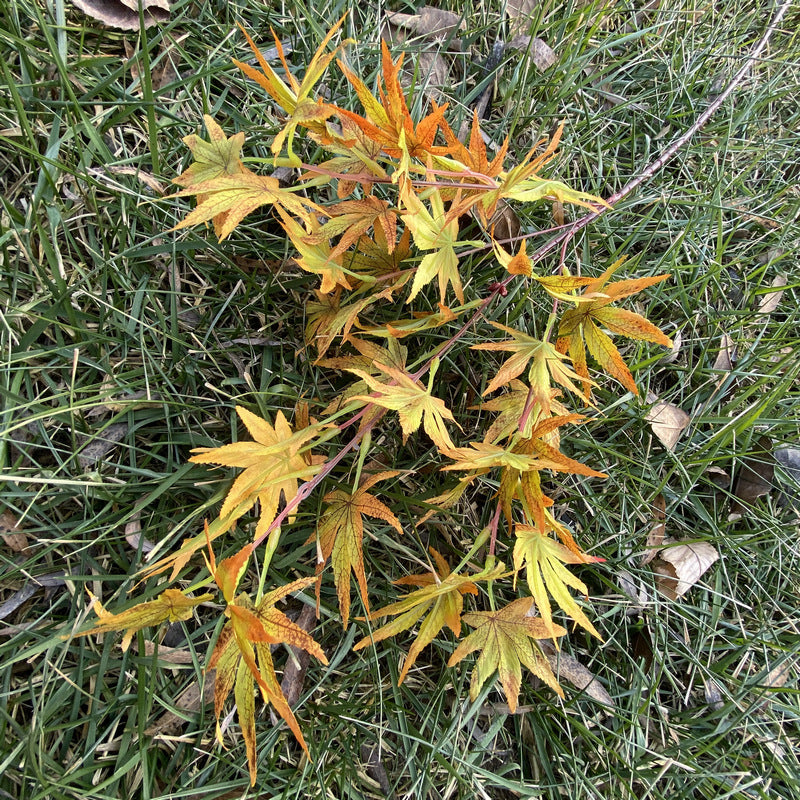 Artificial Maple Leaf Branch, Single Stem with 38 Realistic Foliage, 39" Tall for Wedding Centerpieces & Home Decor, Silk-Like Fabric
