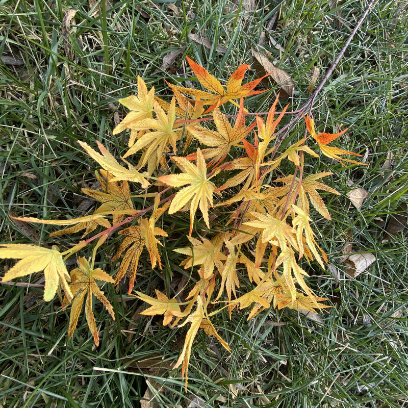 Artificial Maple Leaf Branch, Single Stem with 38 Realistic Foliage, 39" Tall for Wedding Centerpieces & Home Decor, Silk-Like Fabric