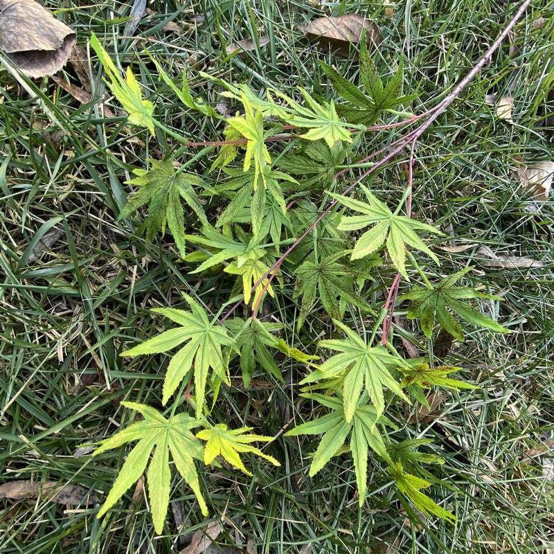 Artificial Maple Leaf Branch, Single Stem with 38 Realistic Foliage, 39" Tall for Wedding Centerpieces & Home Decor, Silk-Like Fabric