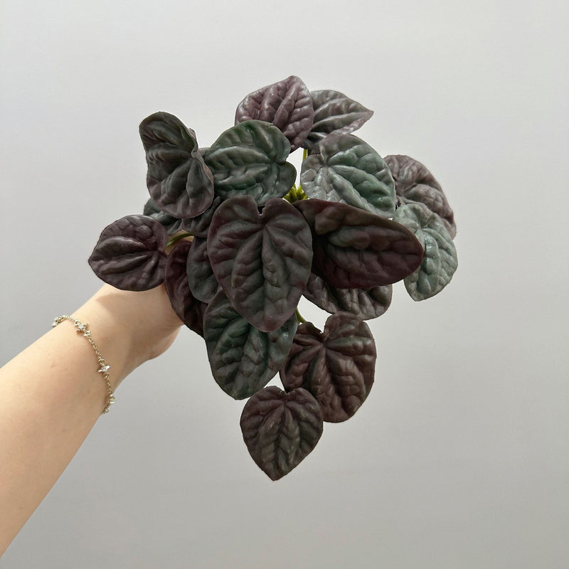 Artificial Wrinkled Peperomia Leaf Bush, Faux Greenery Plant Stem for Vases, Wedding Decor, Home & Office, Indoor/Outdoor