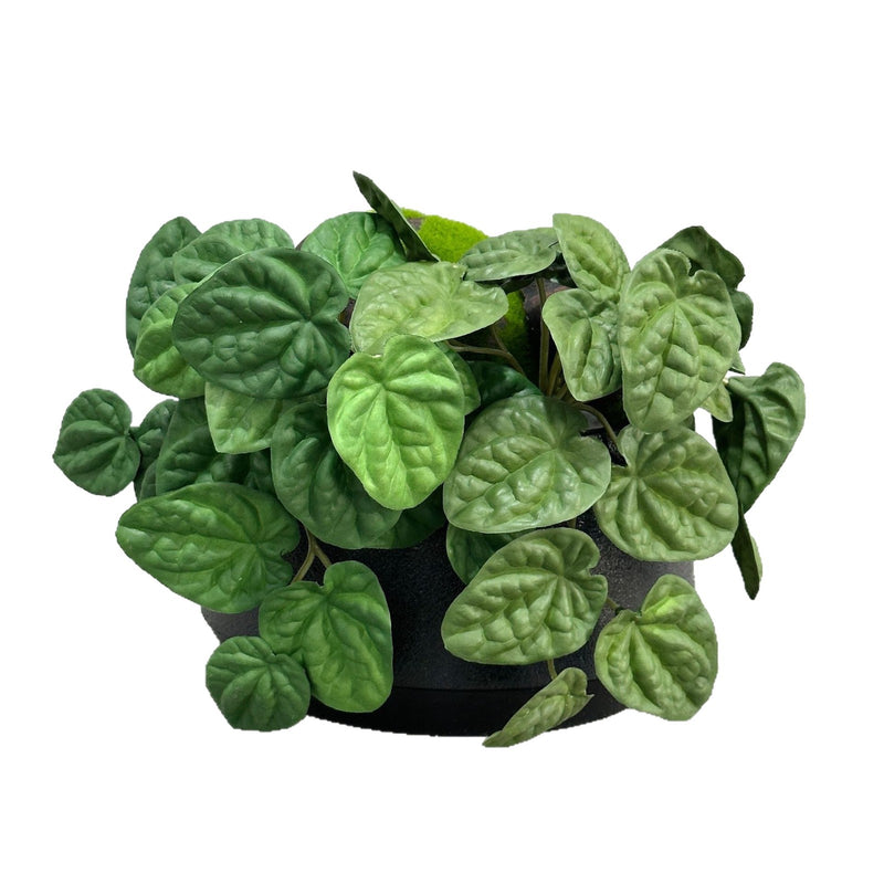 Artificial Wrinkled Peperomia Leaf Bush, Faux Greenery Plant Stem for Vases, Wedding Decor, Home & Office, Indoor/Outdoor