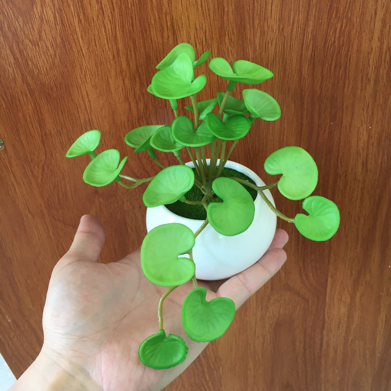 Bulk 6" Pennywort Stem Lucky Hydrocotyle vulgaris Greenery Plant Drop-In Plant Wholesale