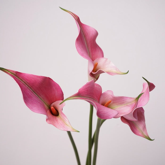 Premium Real Touch Double Calla Lily Stem