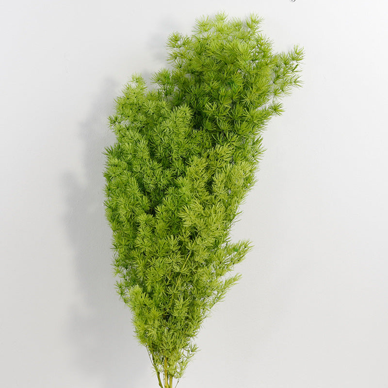 Bulk Dried Greeting Pines Asparagus for Crafts DIY Wholesale