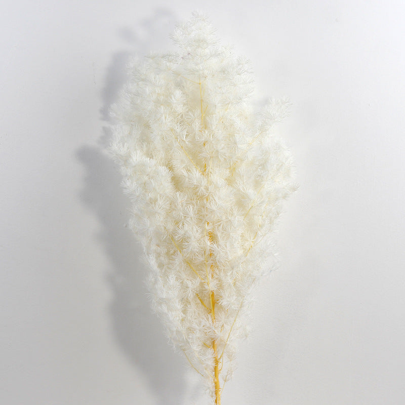 Bulk Dried Greeting Pines Asparagus for Crafts DIY Wholesale