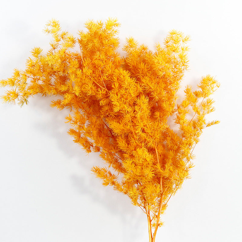 Bulk Dried Greeting Pines Asparagus for Crafts DIY Wholesale