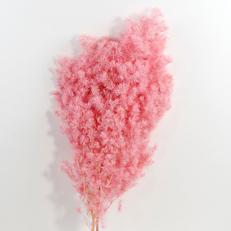 Bulk Dried Greeting Pines Asparagus for Crafts DIY Wholesale