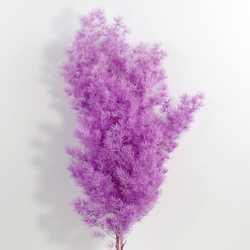 Bulk Dried Greeting Pines Asparagus for Crafts DIY Wholesale