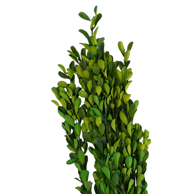 Tallos de boj conservados a granel para manualidades al por mayor 