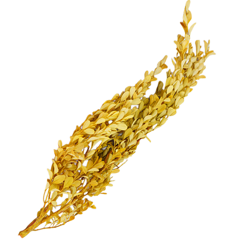 Tallos de boj conservados a granel para manualidades al por mayor 