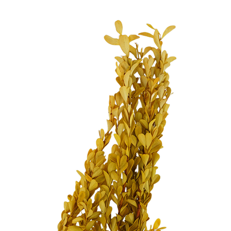 Tallos de boj conservados a granel para manualidades al por mayor 