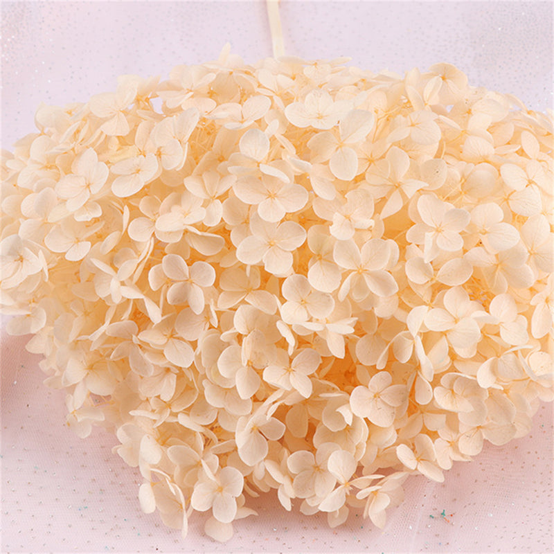 Bulk Preserved Large Hydrangea for Crafts Flowers Arrangements Wholesale