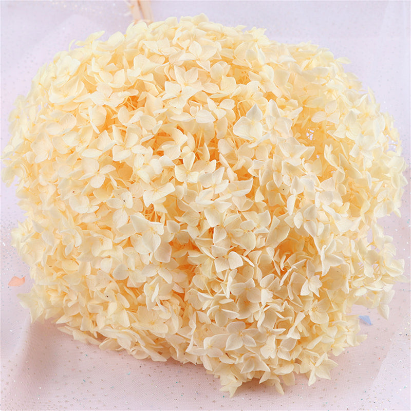 Bulk Preserved Large Hydrangea for Crafts Flowers Arrangements Wholesale