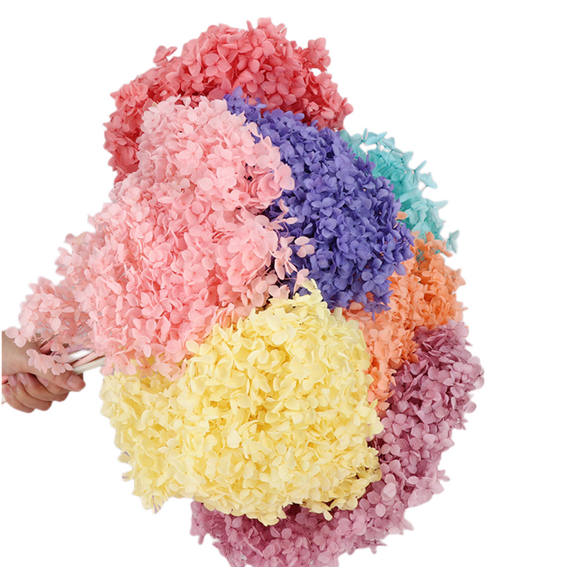 Bulk Preserved Large Hydrangea for Crafts Flowers Arrangements Wholesale