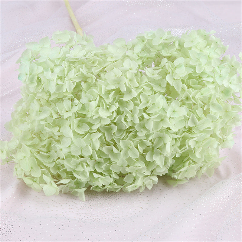 Bulk Preserved Large Hydrangea for Crafts Flowers Arrangements Wholesale