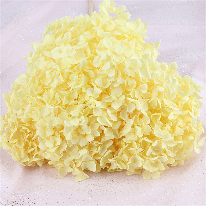 Bulk Preserved Large Hydrangea for Crafts Flowers Arrangements Wholesale