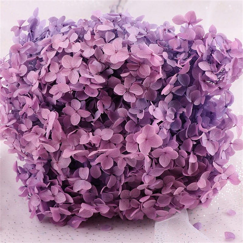 Bulk Preserved Large Hydrangea for Crafts Flowers Arrangements Wholesale