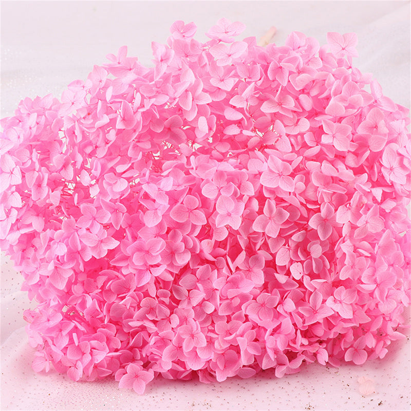 Bulk Preserved Large Hydrangea for Crafts Flowers Arrangements Wholesale