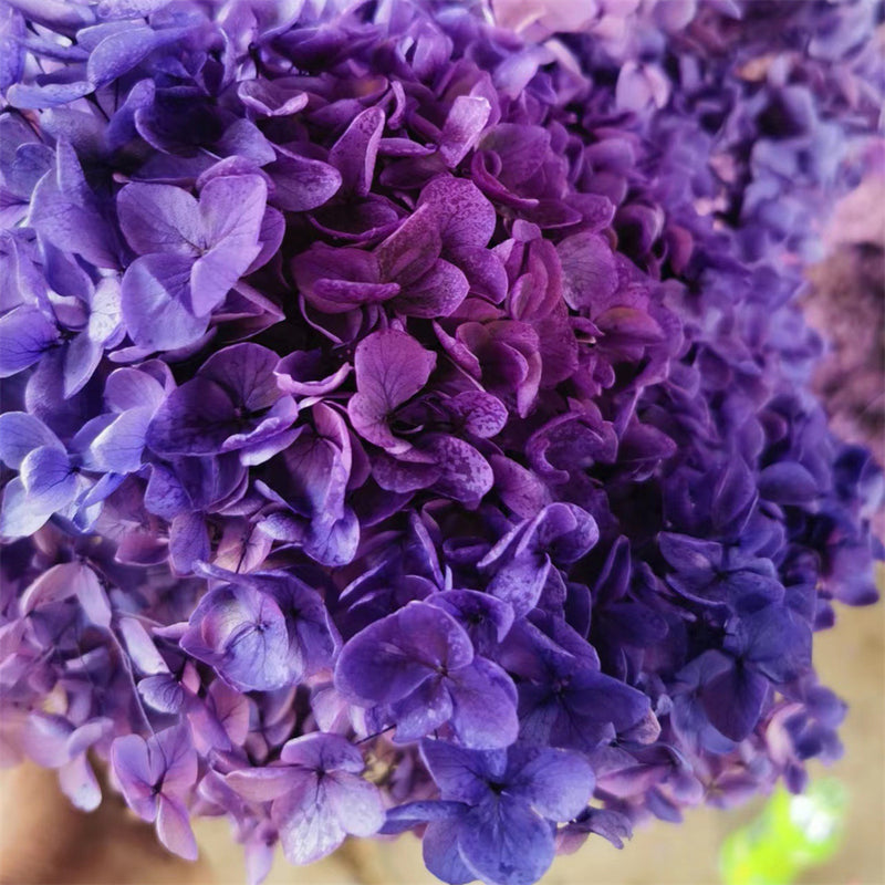 Bulk Preserved Large Hydrangea for Crafts Flowers Arrangements Wholesale