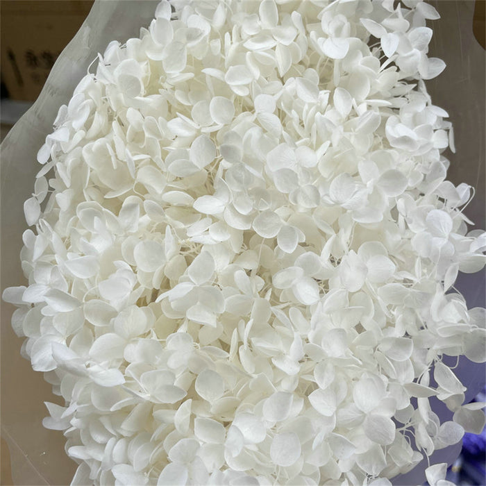 Bulk Preserved Large Hydrangea for Crafts Flowers Arrangements Wholesale