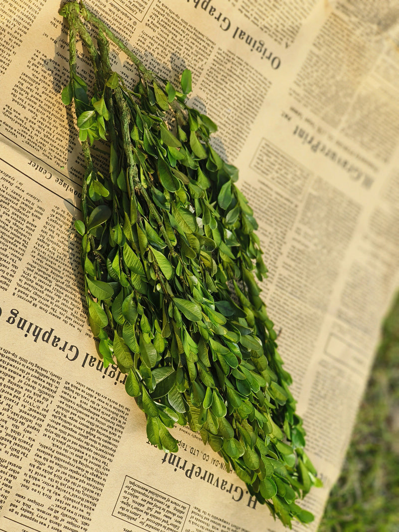 Tallos de boj conservados a granel para manualidades al por mayor 