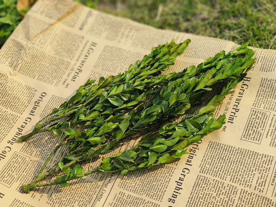 Bulk Preserved Boxwood Stems for Crafts Wholesale