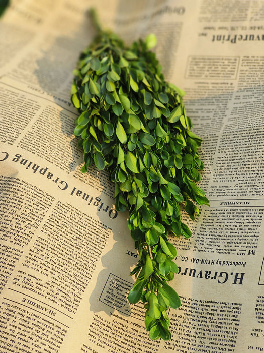 Bulk Preserved Boxwood Stems for Crafts Wholesale