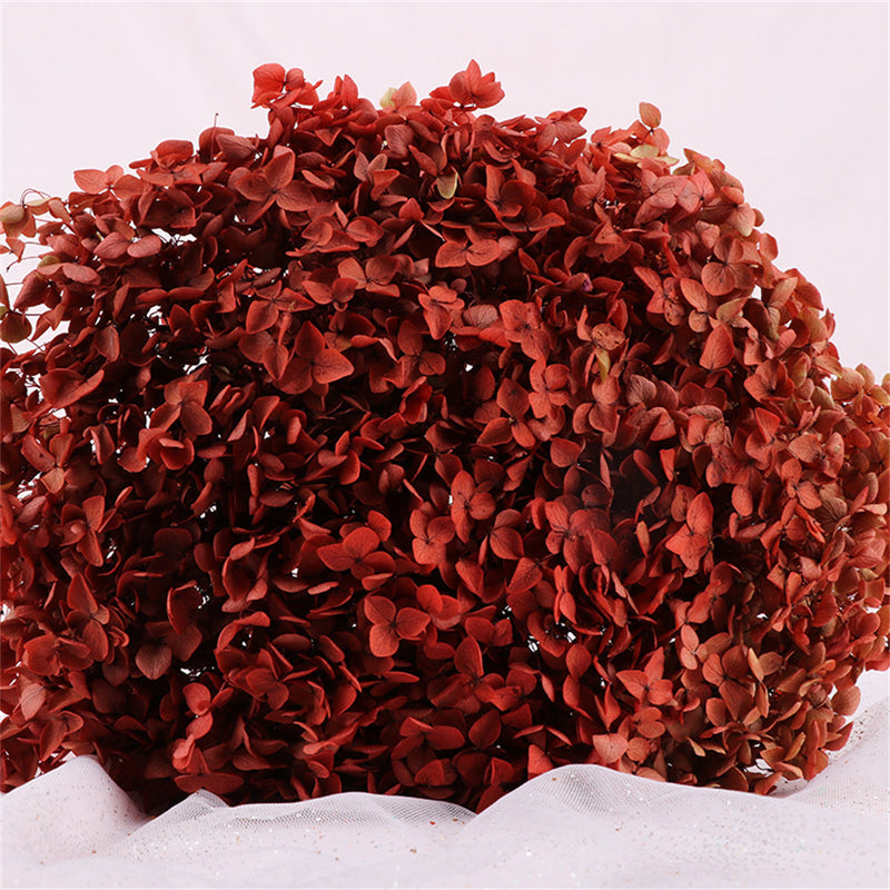 Bulk Preserved Large Hydrangea for Crafts Flowers Arrangements Wholesale