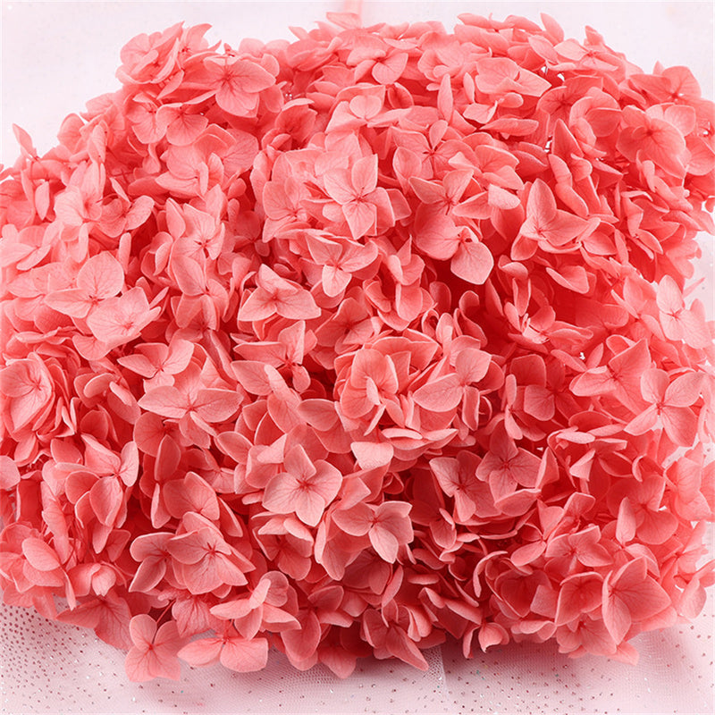 Bulk Preserved Large Hydrangea for Crafts Flowers Arrangements Wholesale