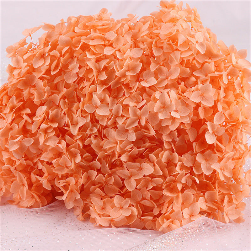 Bulk Preserved Large Hydrangea for Crafts Flowers Arrangements Wholesale