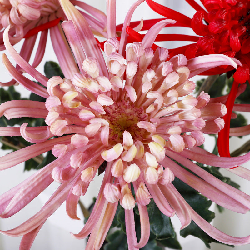 Premium 28.3" Real Touch Spide Mum - Lifelike Floral Arrangements for Weddings & Home Decor