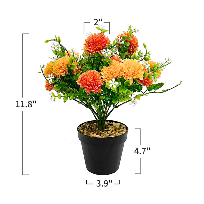 Bulk Exclusive Chrysanthemums Potted Plants for Outdoors and Indoors Wholesale