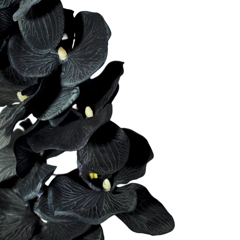 Bulk Exclusive Halloween Black Flowers Phalaenopsis Orchid Stems Flower Arrangements Wholesale