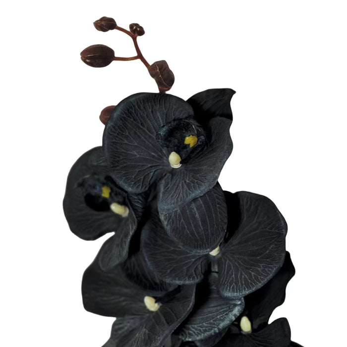 Bulk Exclusive Halloween Black Flowers Phalaenopsis Orchid Stems Flower Arrangements Wholesale