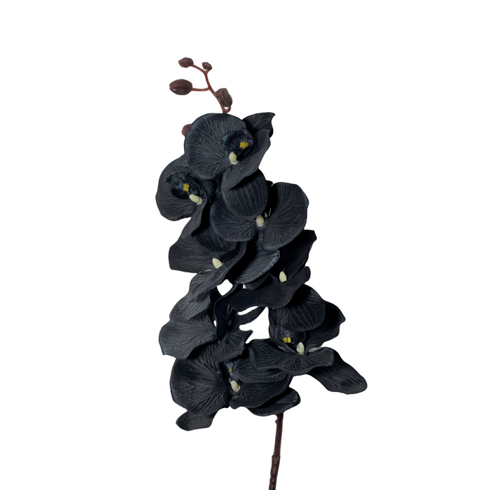 Bulk Exclusive Halloween Black Flowers Phalaenopsis Orchid Stems Flower Arrangements Wholesale
