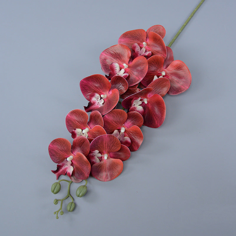 Bulk 3pcs 37" Extra Long Phalaenopsis Orchid Stems Real Touch Lucky Flowers Wholesale