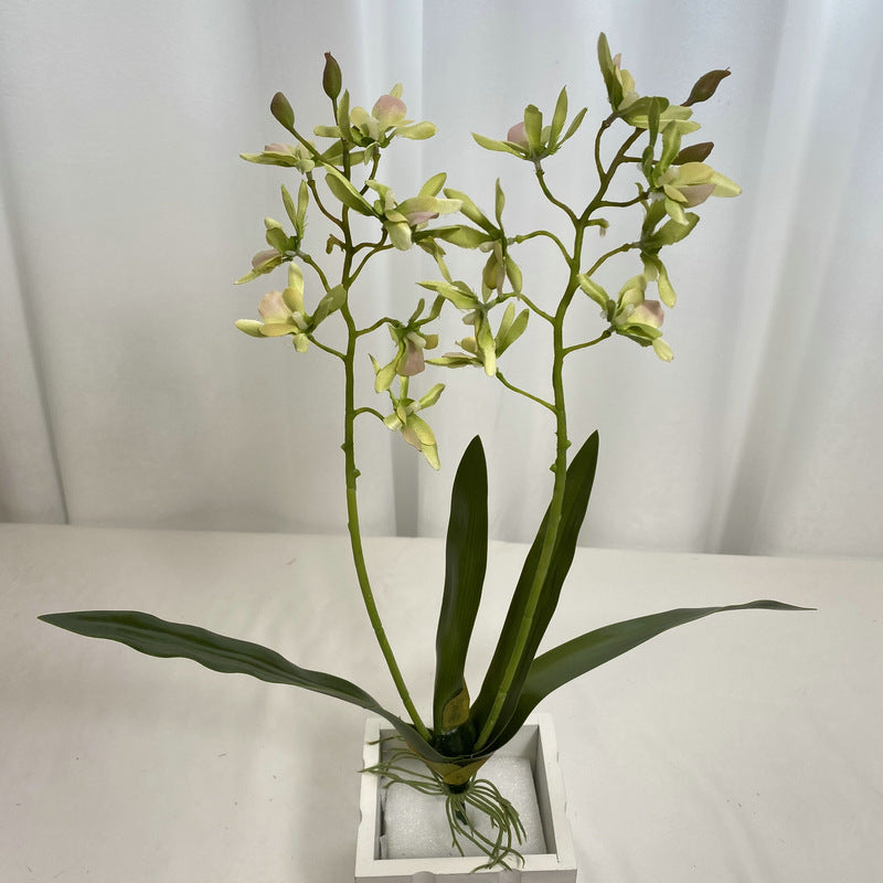Bulk 18.9" Dendrobium Stems Plants Drop-In Plant Wholesale