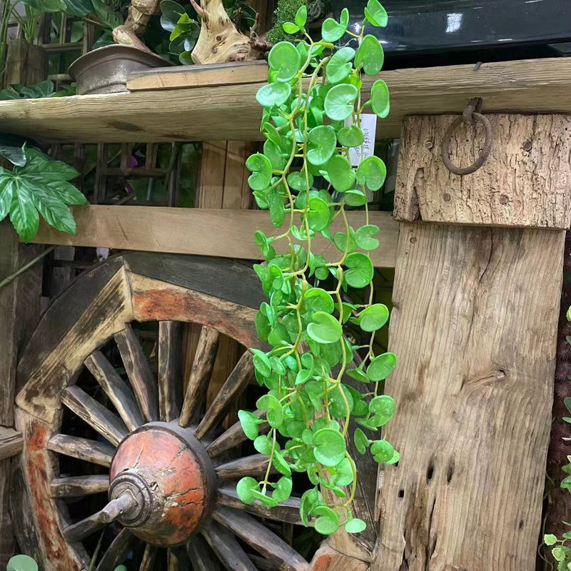 Bulk 23" Pennywort Garland Lucky Hydrocotyle vulgaris Hanging Greenery Plant Wholesale