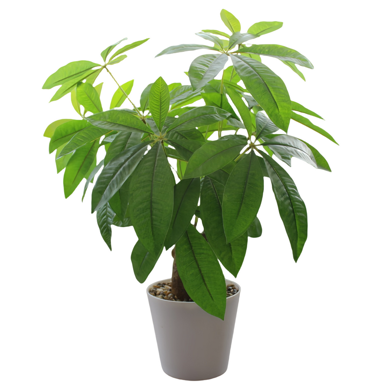 Bulk 17" Money Tree Potted Lucky Feng Shui Greenery Plant Wholesale