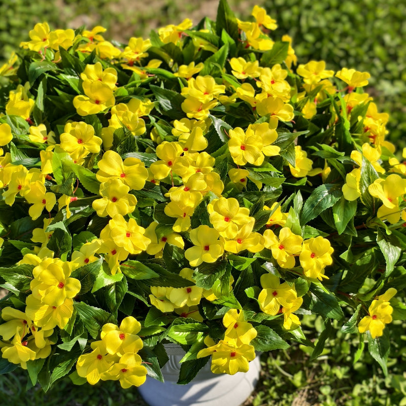 Clearance Bulk Impatiens Bush UV Resistant Flowers for Outdoors Wholesale