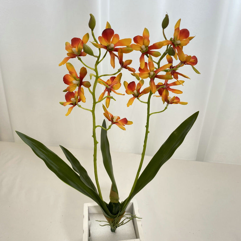 Bulk 18.9" Dendrobium Stems Plants Drop-In Plant Wholesale