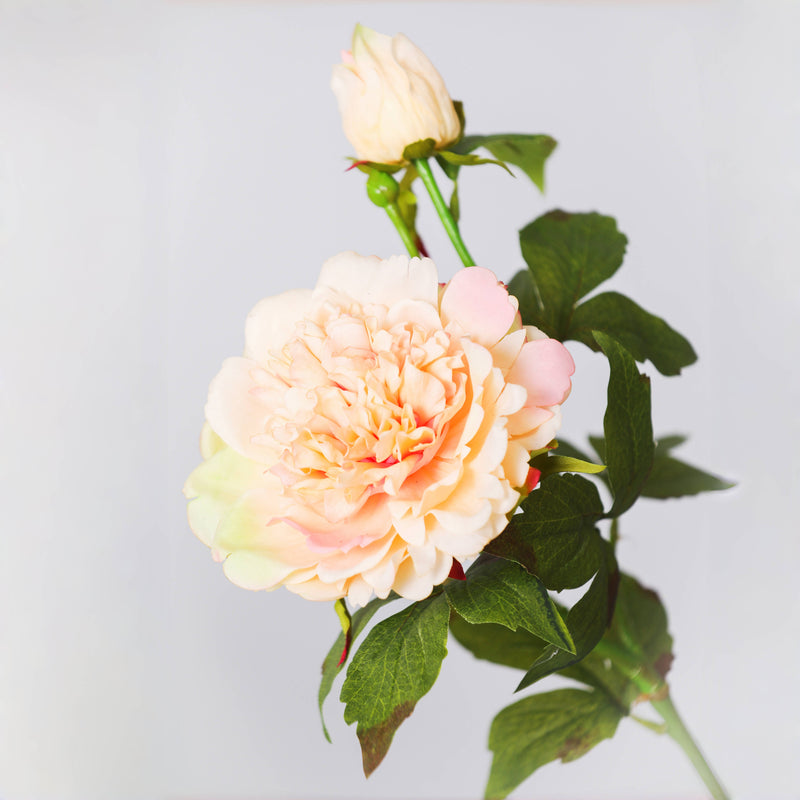 Premium Real Touch Peony Flower Stem - 25.6"