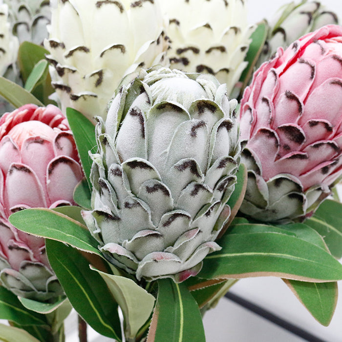 Bulk 36" Extra Tall Protea Stems Pineapple Protea Flowers Wholesale