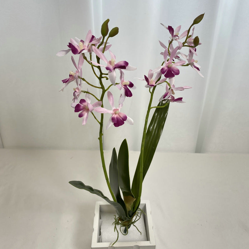 Bulk 18.9" Dendrobium Stems Plants Drop-In Plant Wholesale