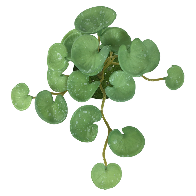 Bulk 6" Pennywort Stem Lucky Hydrocotyle vulgaris Greenery Plant Drop-In Plant Wholesale