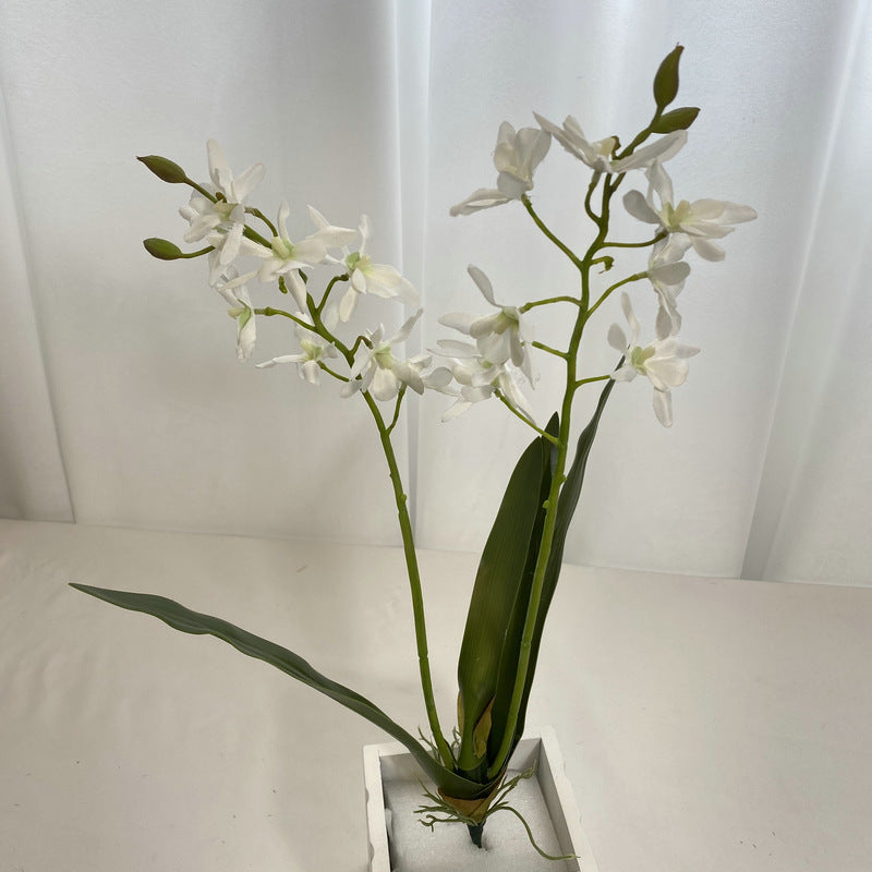 Bulk 18.9" Dendrobium Stems Plants Drop-In Plant Wholesale