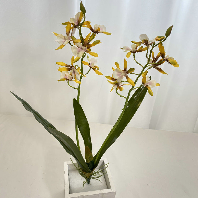 Bulk 18.9" Dendrobium Stems Plants Drop-In Plant Wholesale