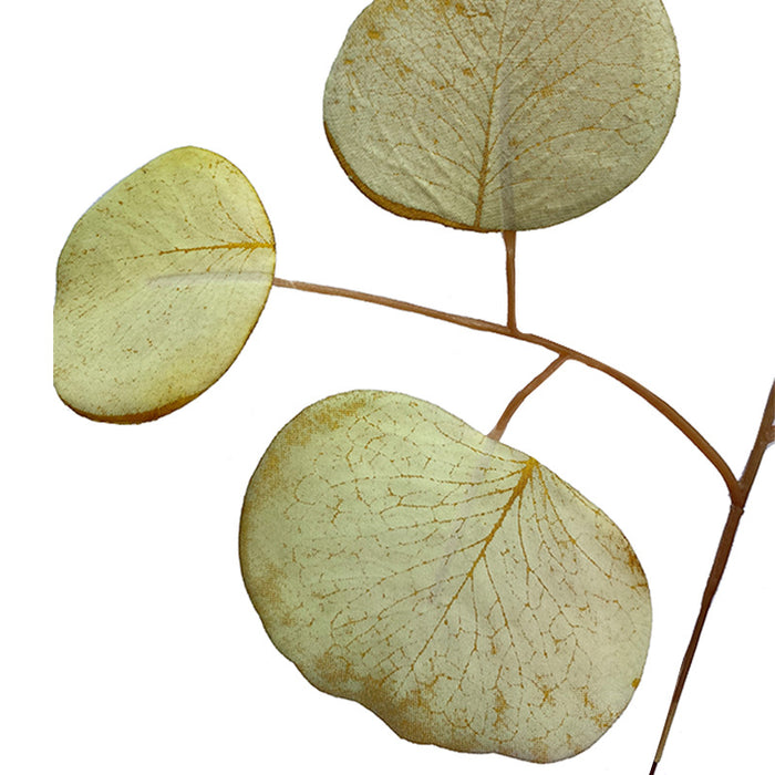 Planta de tallos de hojas de eucalipto a granel de 13 "al por mayor 